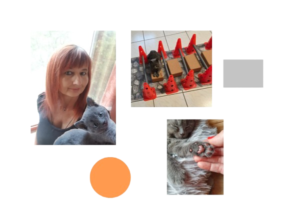 Aktive Bewegungstherapie Katze